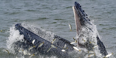 Imagem principal do evento Paul's Whale Jam: Belmar, NJ Benefit Whale Watch and Afterparty