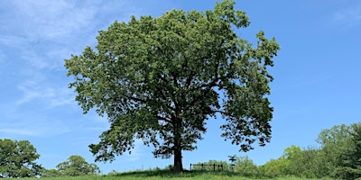 Primaire afbeelding van Tree Identification Walk