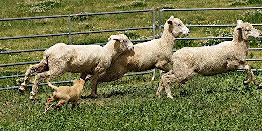 North East Working Dog Social Group (Towong) primary image