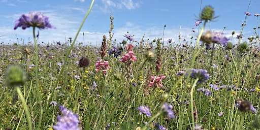 Hauptbild für Glorious Cotswold Grasslands Wildflower Identification Training Day 2024