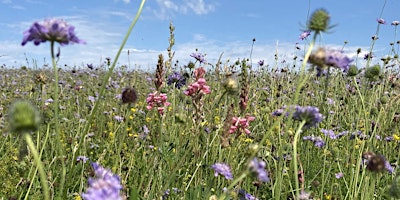 Imagen principal de Glorious Cotswold Grasslands Wildflower Identification Training Day 2024