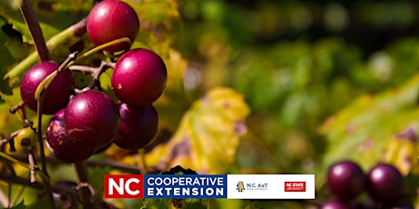 Home Muscadine Production and Care - Better Living Series