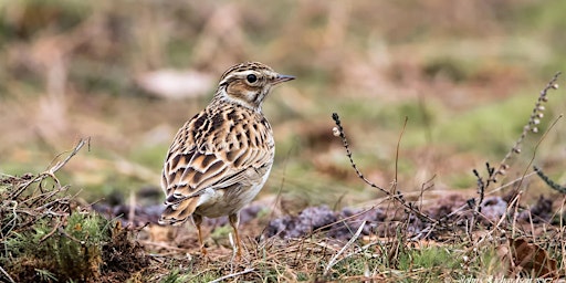 Primaire afbeelding van Greenham Common Guided Wildlife Walk