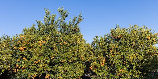 Primaire afbeelding van Citrus for Homeowners