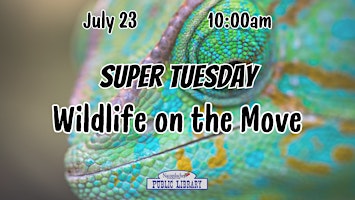 Immagine principale di Super Tuesday: Wildlife on the Move 
