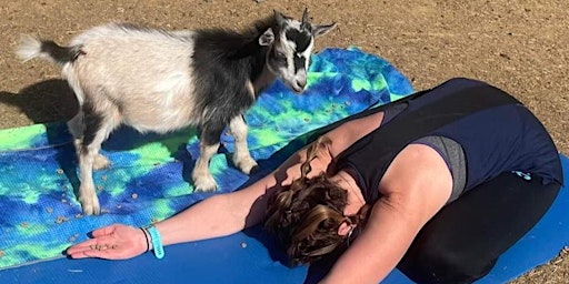 Imagem principal do evento Goat Yoga KC @ McLouth Library 4/17 6pm