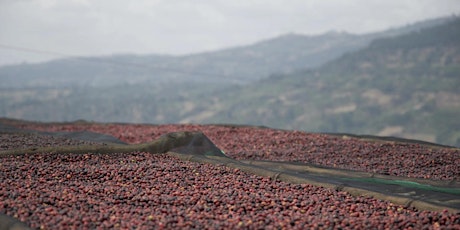 Genesis Coffee Tasting