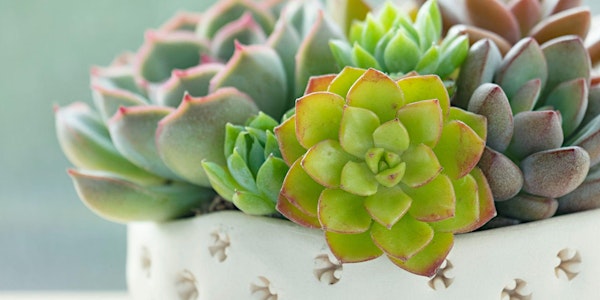Mother's Day Succulent Class