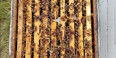 Primaire afbeelding van 2024 Intermediate Practical Beekeeping Workshop