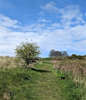 Primaire afbeelding van Foraging Walk (Plants and Potions)