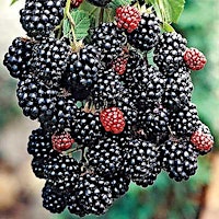 Backyard Berry Bounty: Learn to Grow Blackberries at Home  primärbild