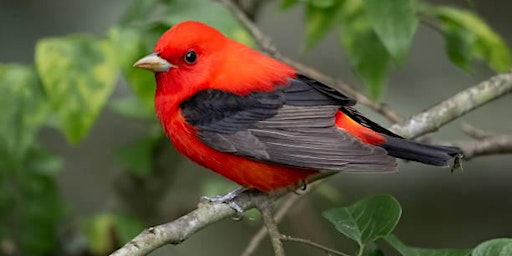 Hauptbild für Spring Migration Bird Walk