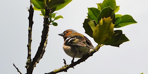 Bird Song Walk  primärbild