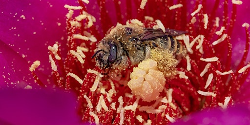 Imagen principal de Native Pollinator Talk