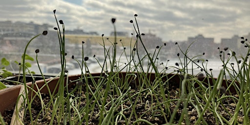 Primaire afbeelding van Prairie Urban Farm - Orientation and Learning Event