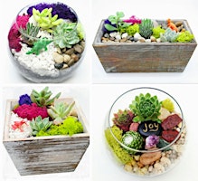 Plant Nite: Make a Succulent Terrarium primary image