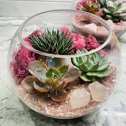 Plant Nite: Make a Succulent Terrarium primary image