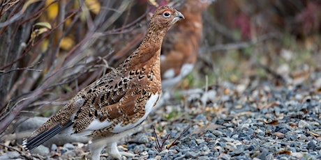 Bird Habitat and Viewing Locations Workshop