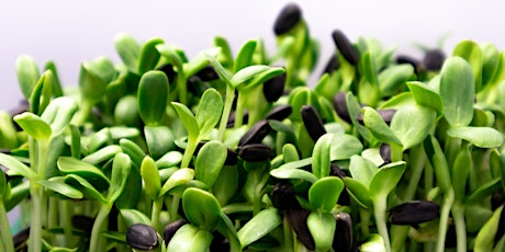 Cooking with Microgreens Workshop