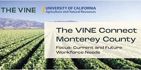 The Vine Connect - Monterey