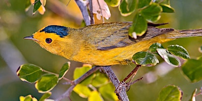 Mount Auburn Cemetery Bird Walk with Peter Alden - May 18th primary image