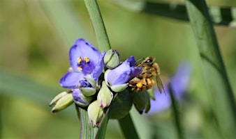 Imagem principal de Native  Plants on the Ron Sapp Egans Creek Greenway