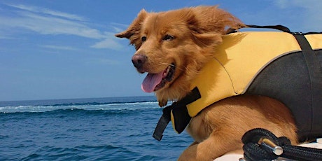 Paddle with your Pooch! Kayaking  primary image