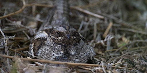 Hauptbild für Nightjar Walk