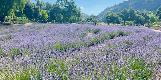 Image principale de Lavender  Wreath Harvest Experience