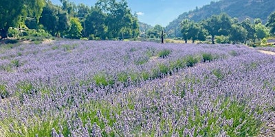 Imagem principal do evento Lavender  Wreath Harvest Experience