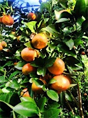 UPAAA-NSW Fruit-picking & Picnic primary image