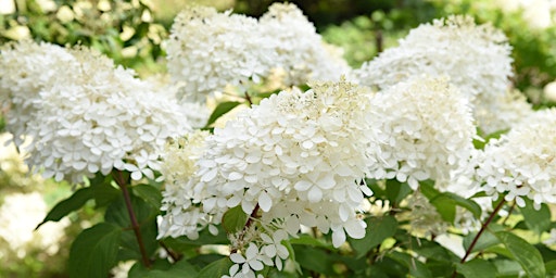 "Hydrangea Heroes" presented by Russ Knowles from Proven Winners  primärbild