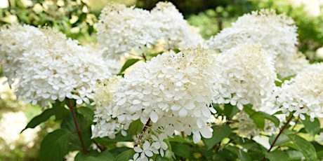 "Hydrangea Heroes" presented by Russ Knowles from Proven Winners