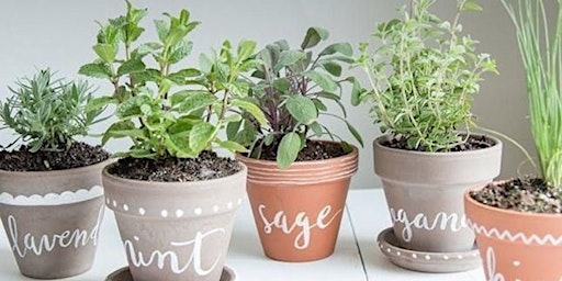 Primaire afbeelding van Grow your own Herb Garden Class