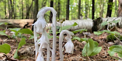 Image principale de Guided Hike - Long Sault