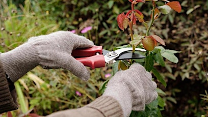 Preparing and Pruning Your Garden & Landscape
