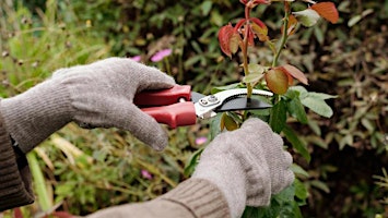 Hauptbild für Preparing and Pruning Your Garden & Landscape