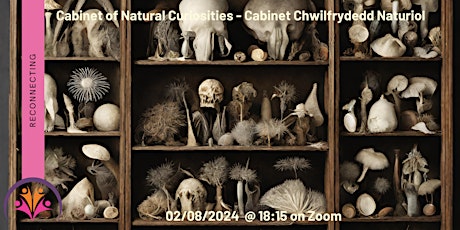 Cabinet of Natural Curiosities - Cabinet Chwilfrydedd Naturiol