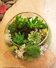 succulents terrarium in 6 inches bubble ball primary image