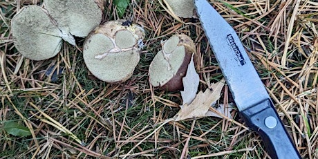 Mushroom Foray & Forest Lunch primary image