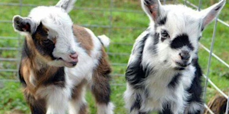 Baby Goat Yoga in Arlington