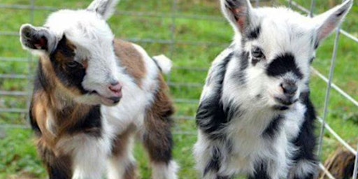 Baby Goat Yoga in Arlington  primärbild