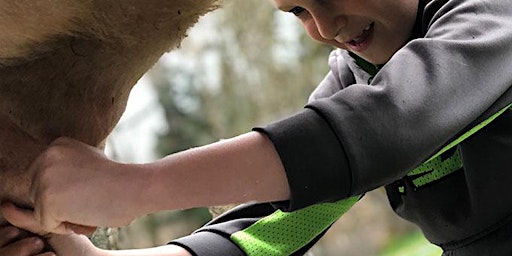 Primaire afbeelding van Learn to Milk a Cow