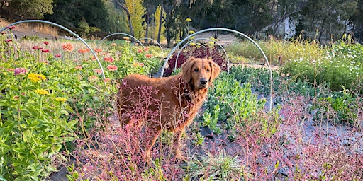 Forever Bloom Farm - Farm Tour – Pescadero, CA primary image