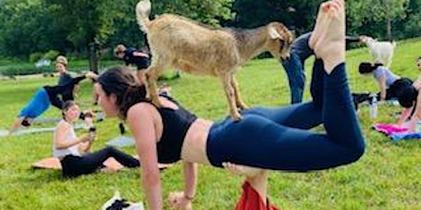 Baby Goat Yoga Memorial Day