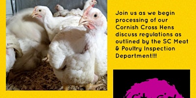 Chicken Processing Day‼️  primärbild
