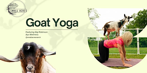 Imagem principal do evento Goat Yoga with Gigi @ Small Acres Ranch