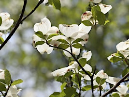 Hauptbild für May Flowers  Forest Bathing — A Guided Experience