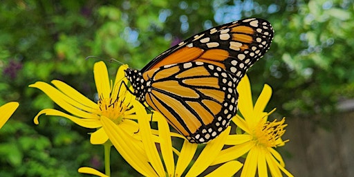 Primaire afbeelding van Pollinator Party