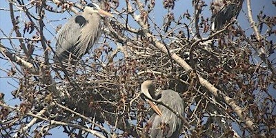 Image principale de Heron Rookery